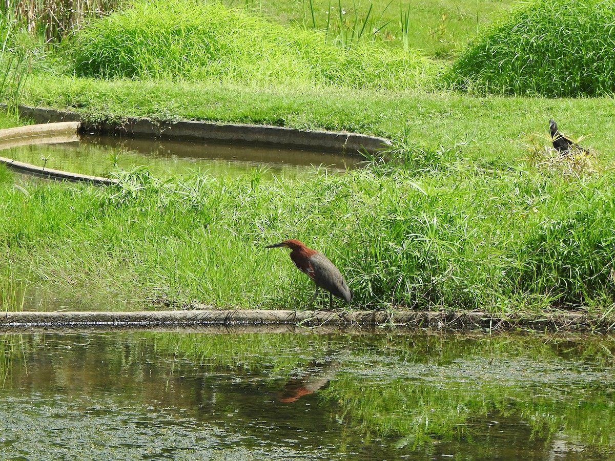 Rufescent Tiger-Heron - ML645422288