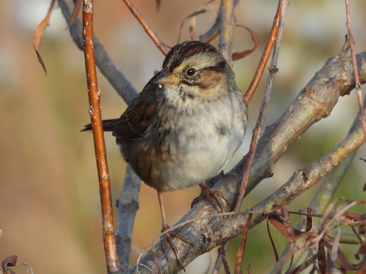 Bruant des marais - ML645422297