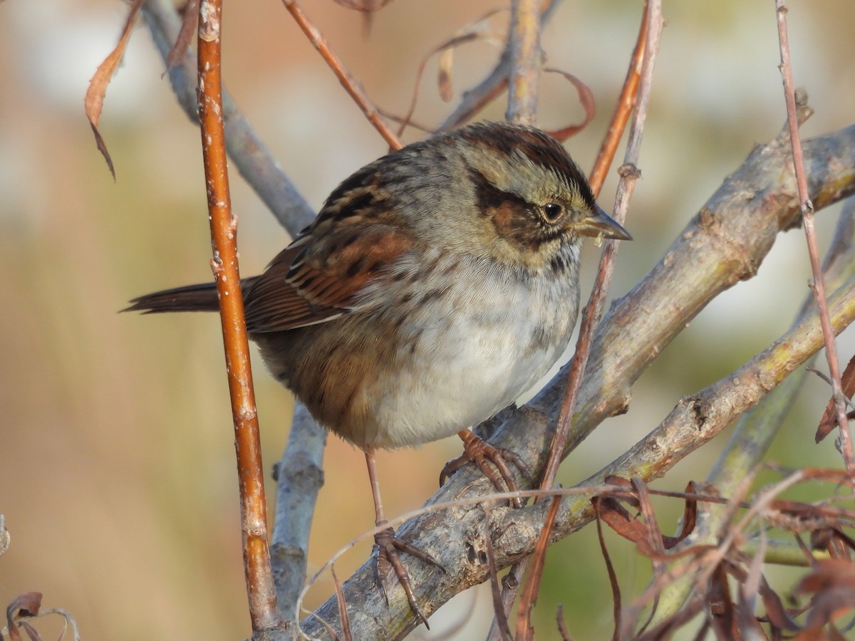 Bruant des marais - ML645422298