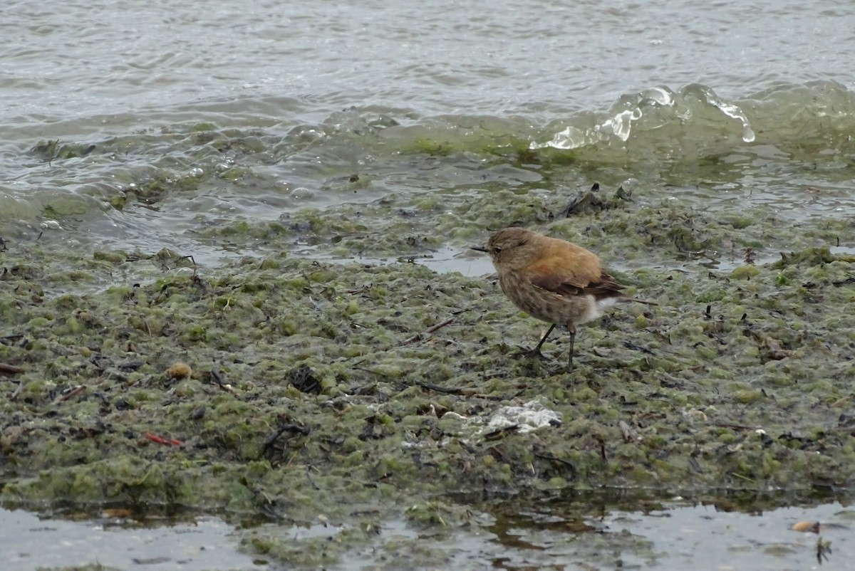 Austral Negrito - ML645422306