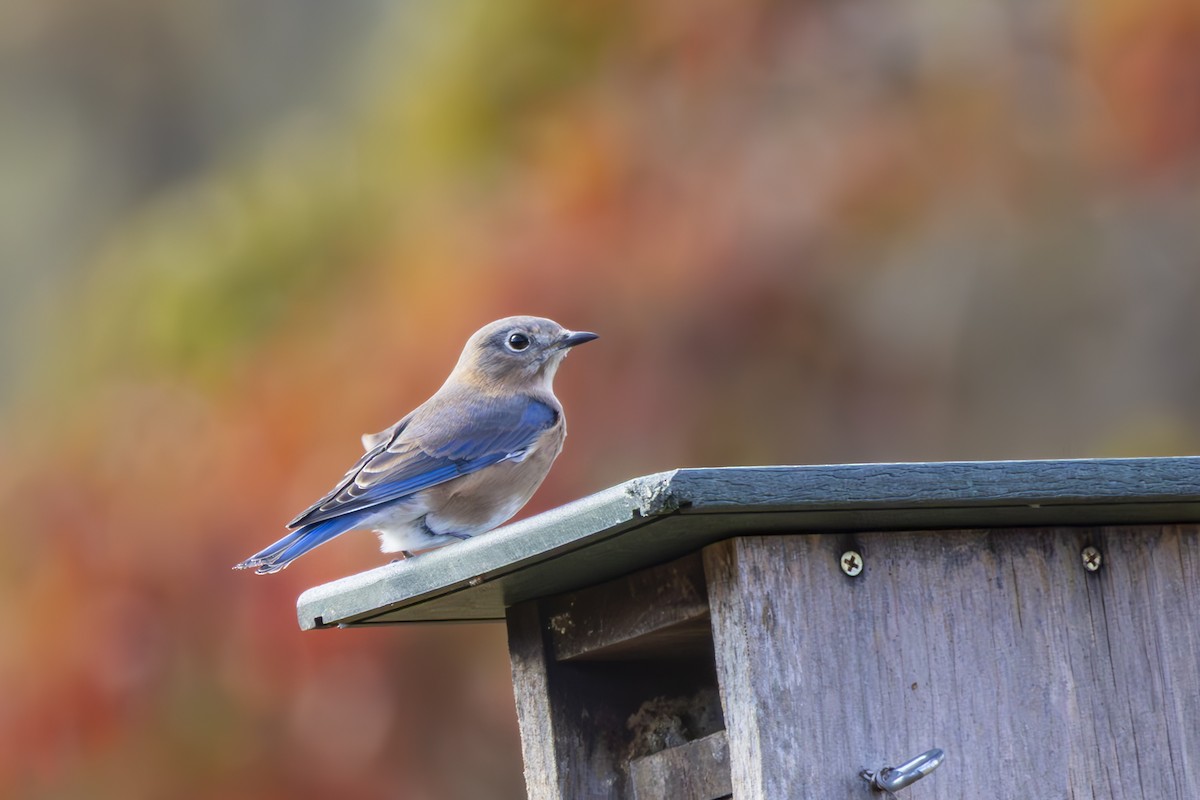 Eastern Bluebird - ML645422308