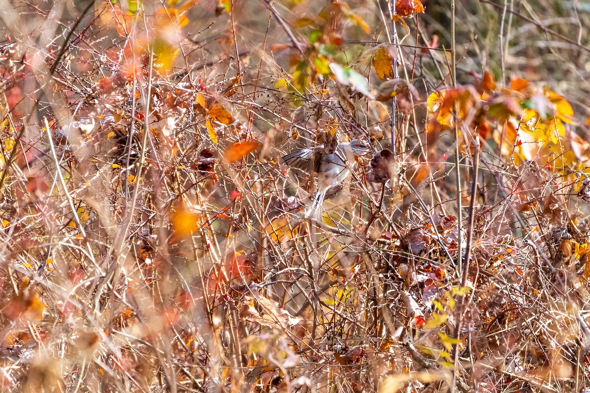 חקיינית צפונית - ML645422315