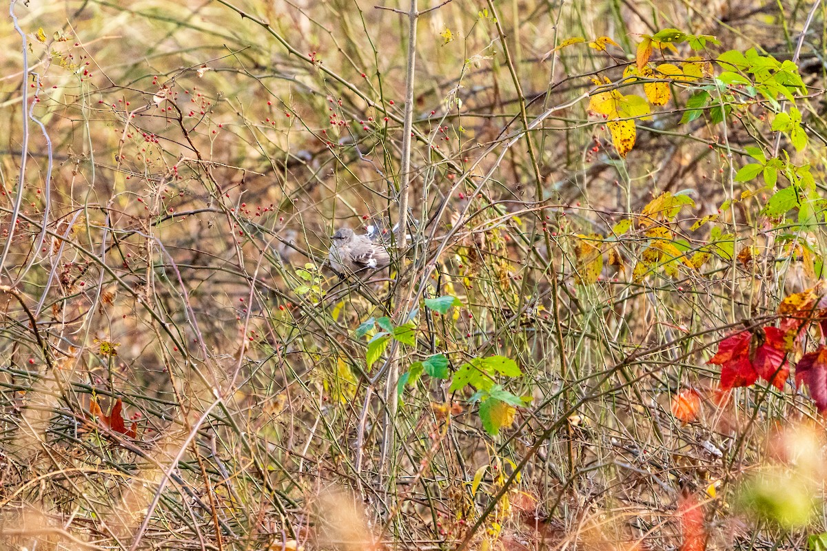 חקיינית צפונית - ML645422316