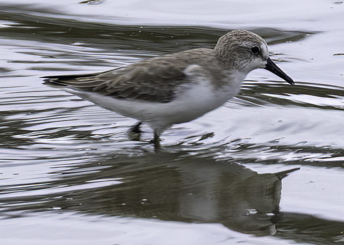Semipalmated Sandpiper - ML645422328