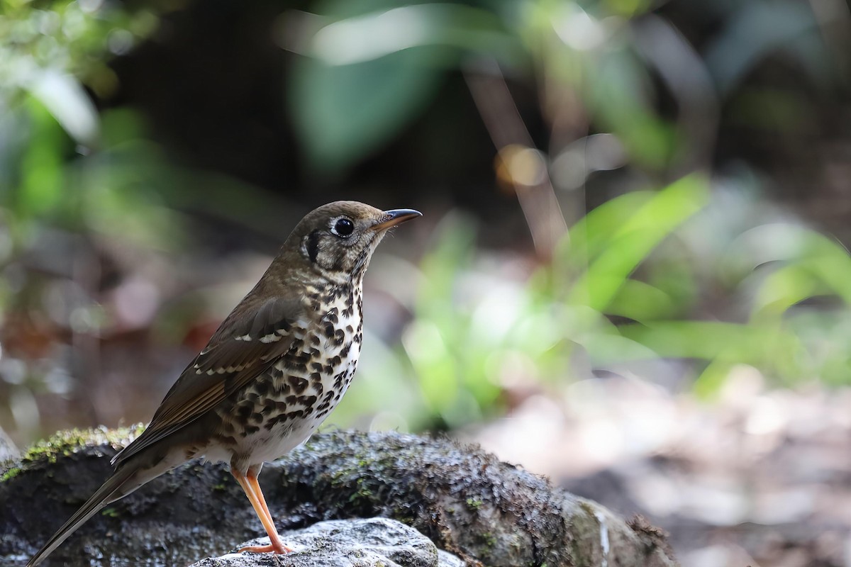 Chinese Thrush - ML645422330