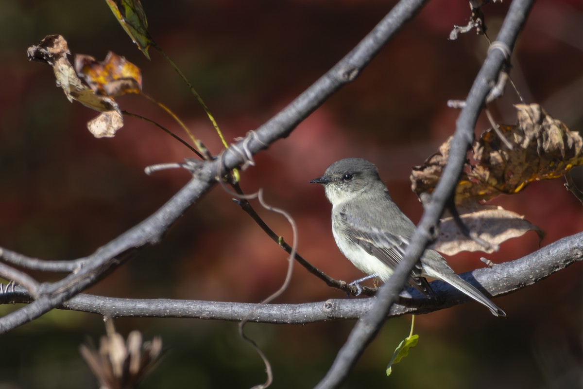 Eastern Phoebe - ML645422332