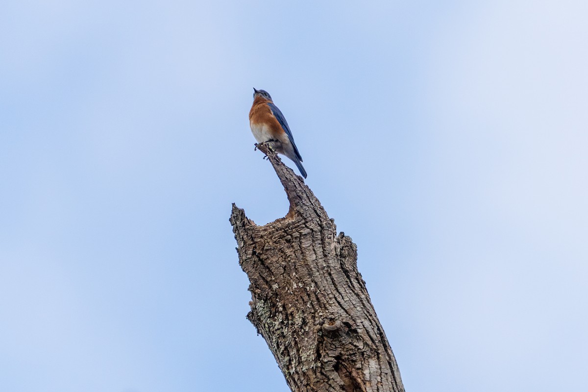 Eastern Bluebird - ML645422333