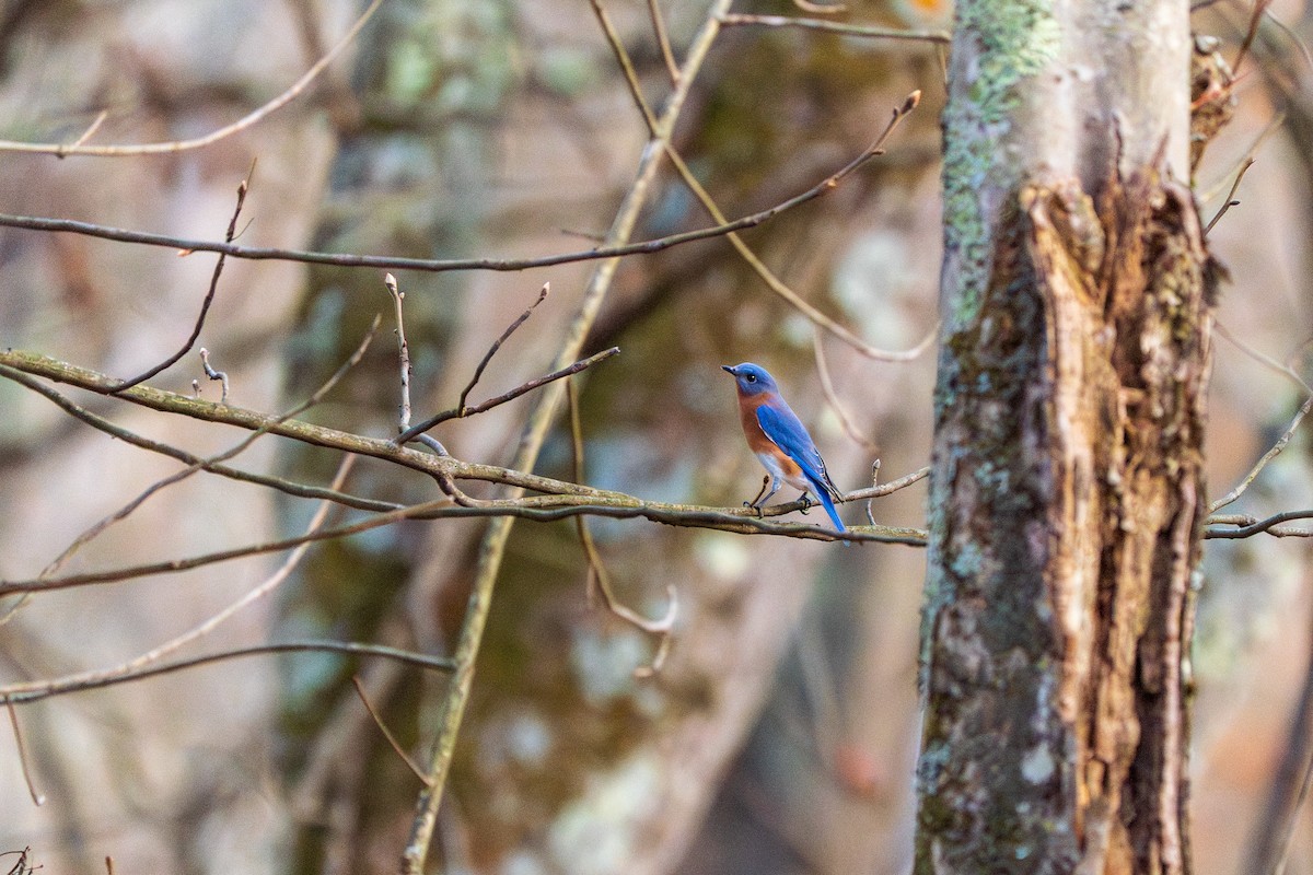 Eastern Bluebird - ML645422334