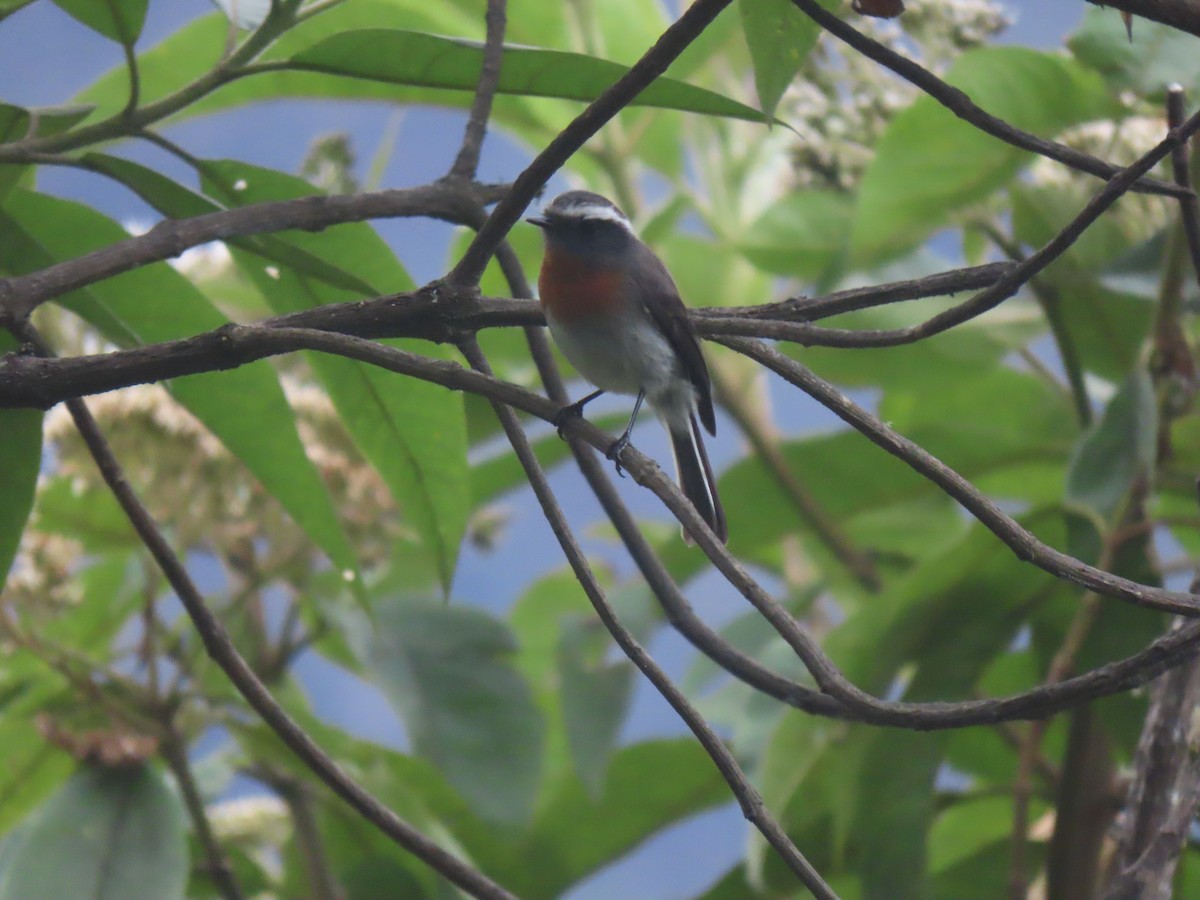 Orangebrust-Schmätzertyrann - ML645422336