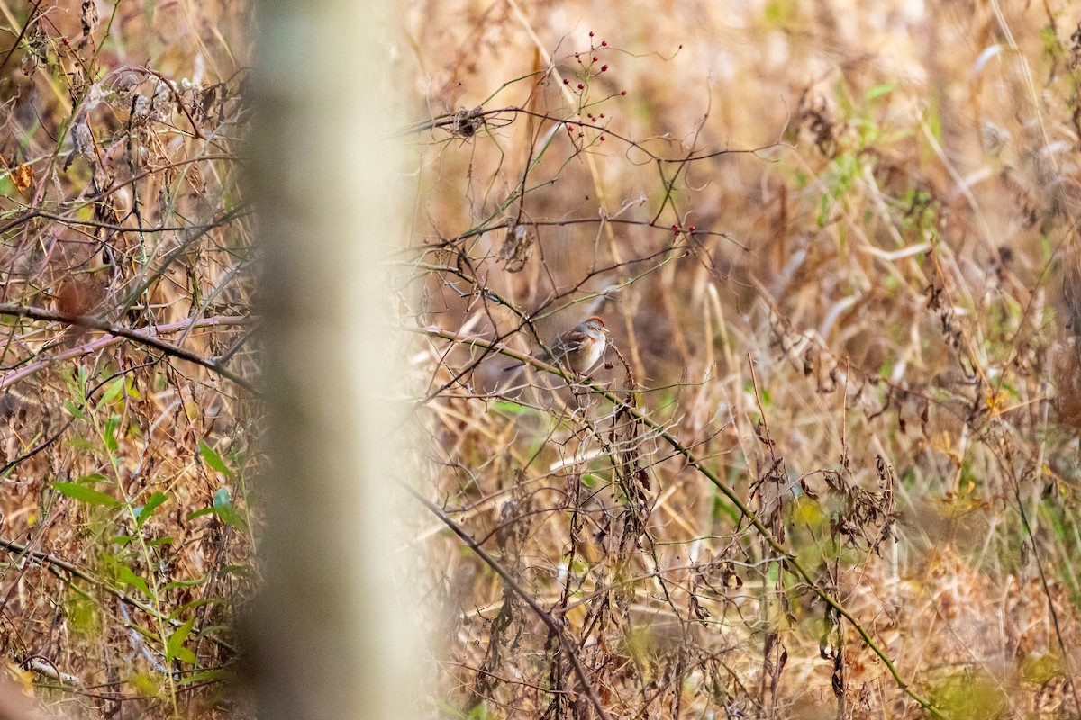 ムナフヒメドリ - ML645422342