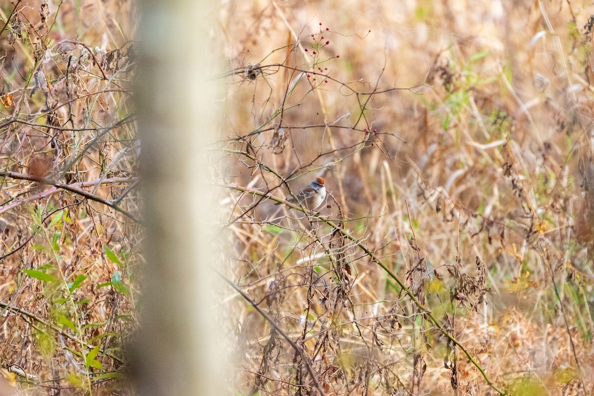 ムナフヒメドリ - ML645422343