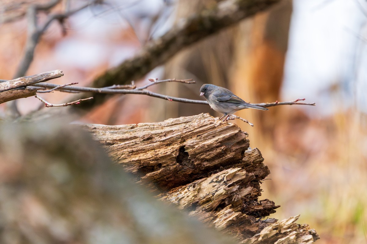 Junco Ojioscuro - ML645422354