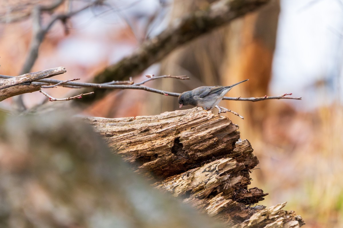 Dark-eyed Junco - ML645422355