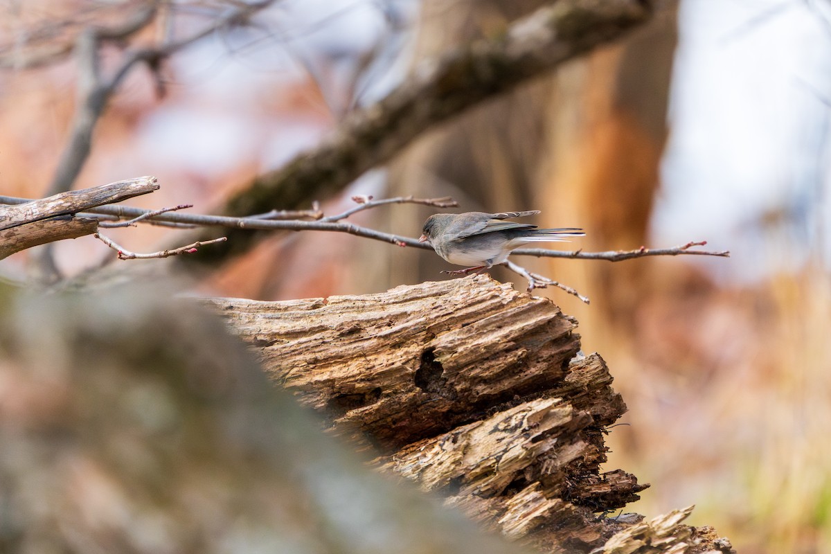 Junco Ojioscuro - ML645422356