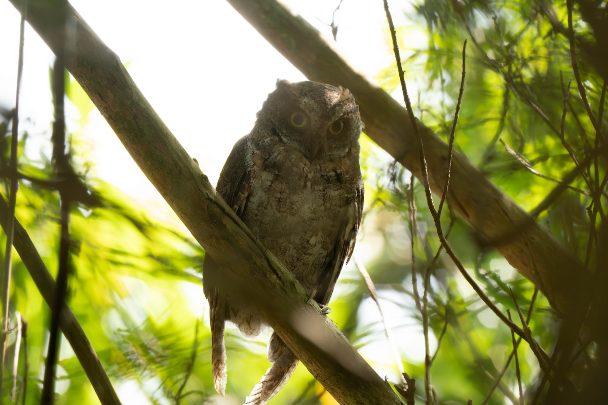 Ryukyu Scops-Owl - ML645422362