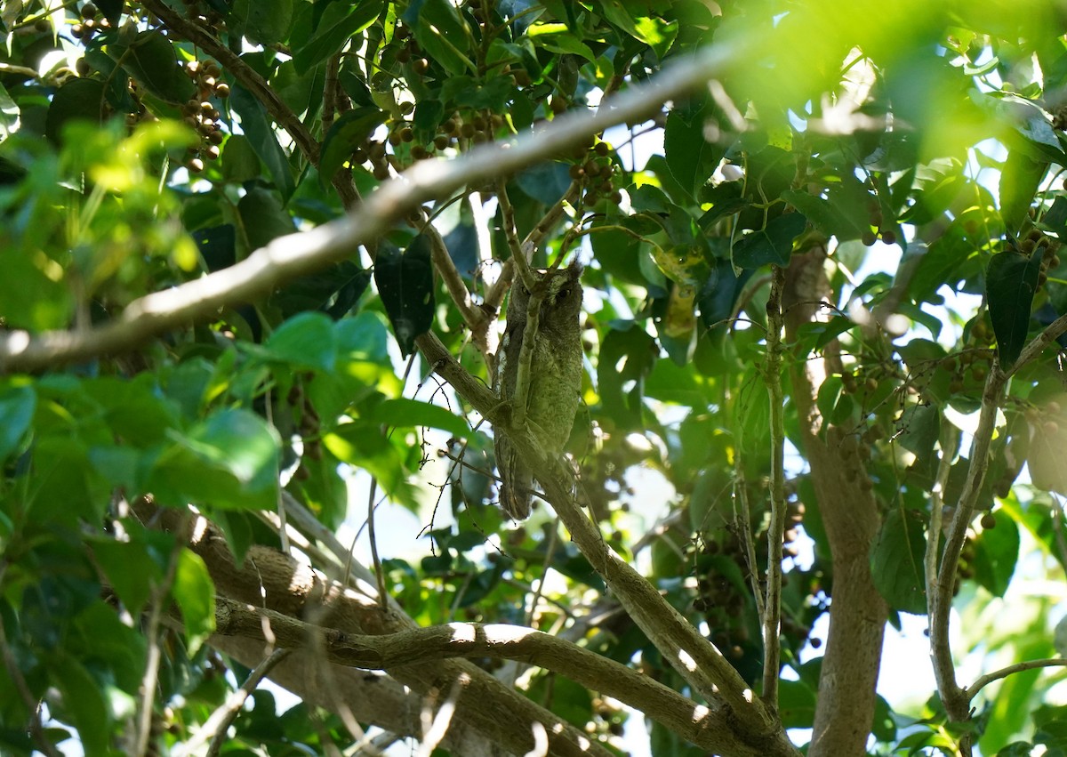 Ryukyu Scops-Owl - ML645422363