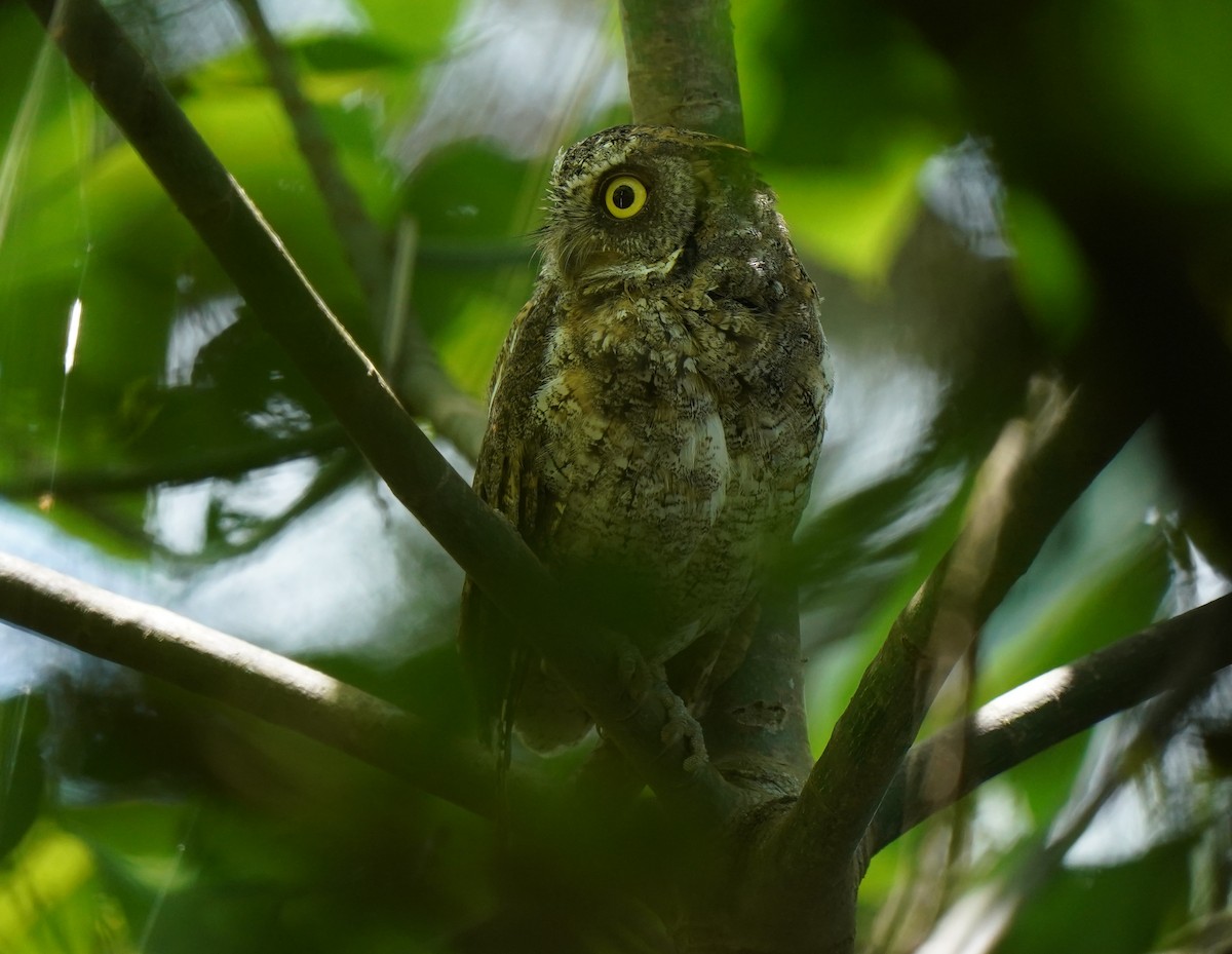 Ryukyu Scops-Owl - ML645422365