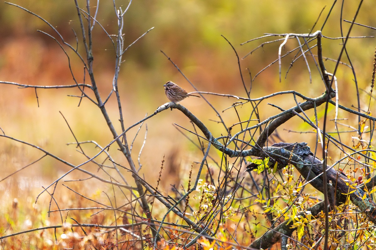 Song Sparrow - ML645422368