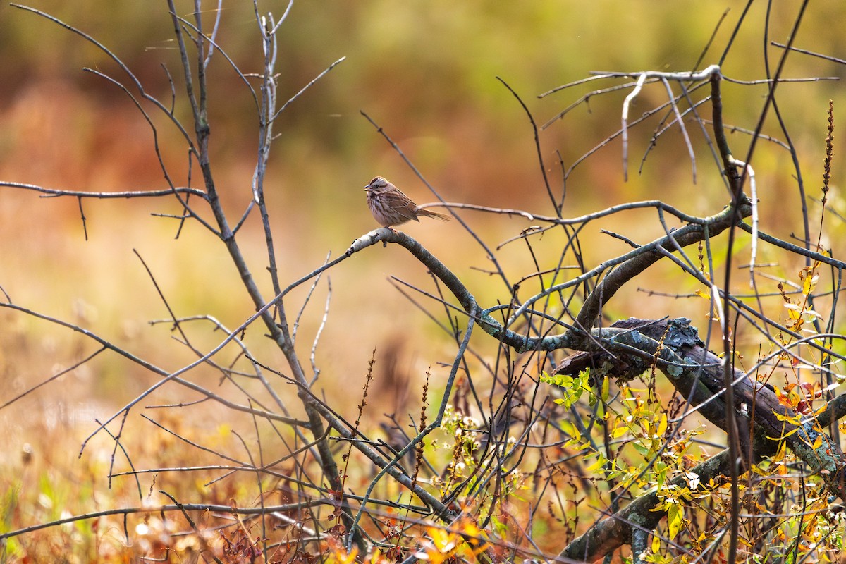 Song Sparrow - ML645422369
