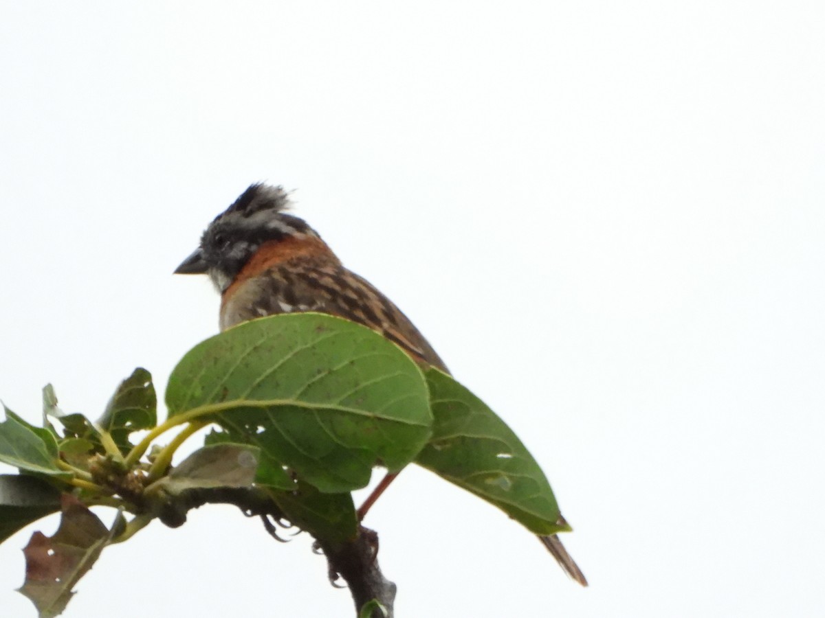 Morgenammer - ML645422374