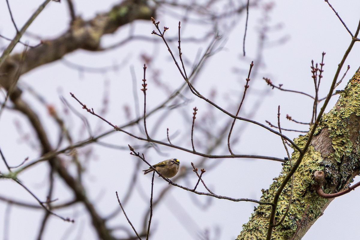 Reyezuelo Sátrapa - ML645422380