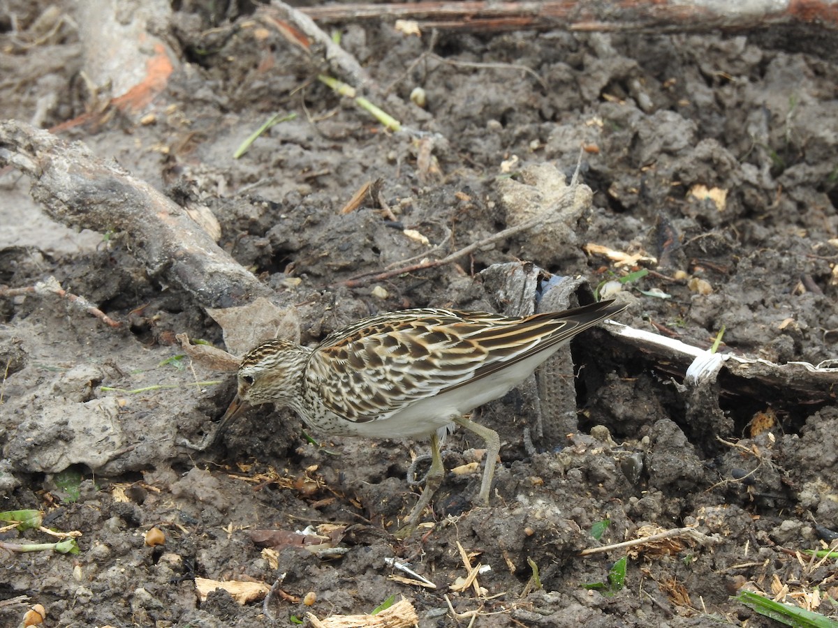 Побережник арктичний - ML645422387