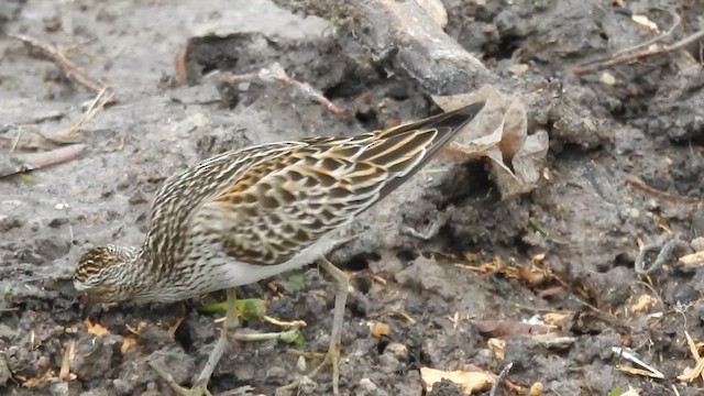 Pectoral Sandpiper - ML645422388