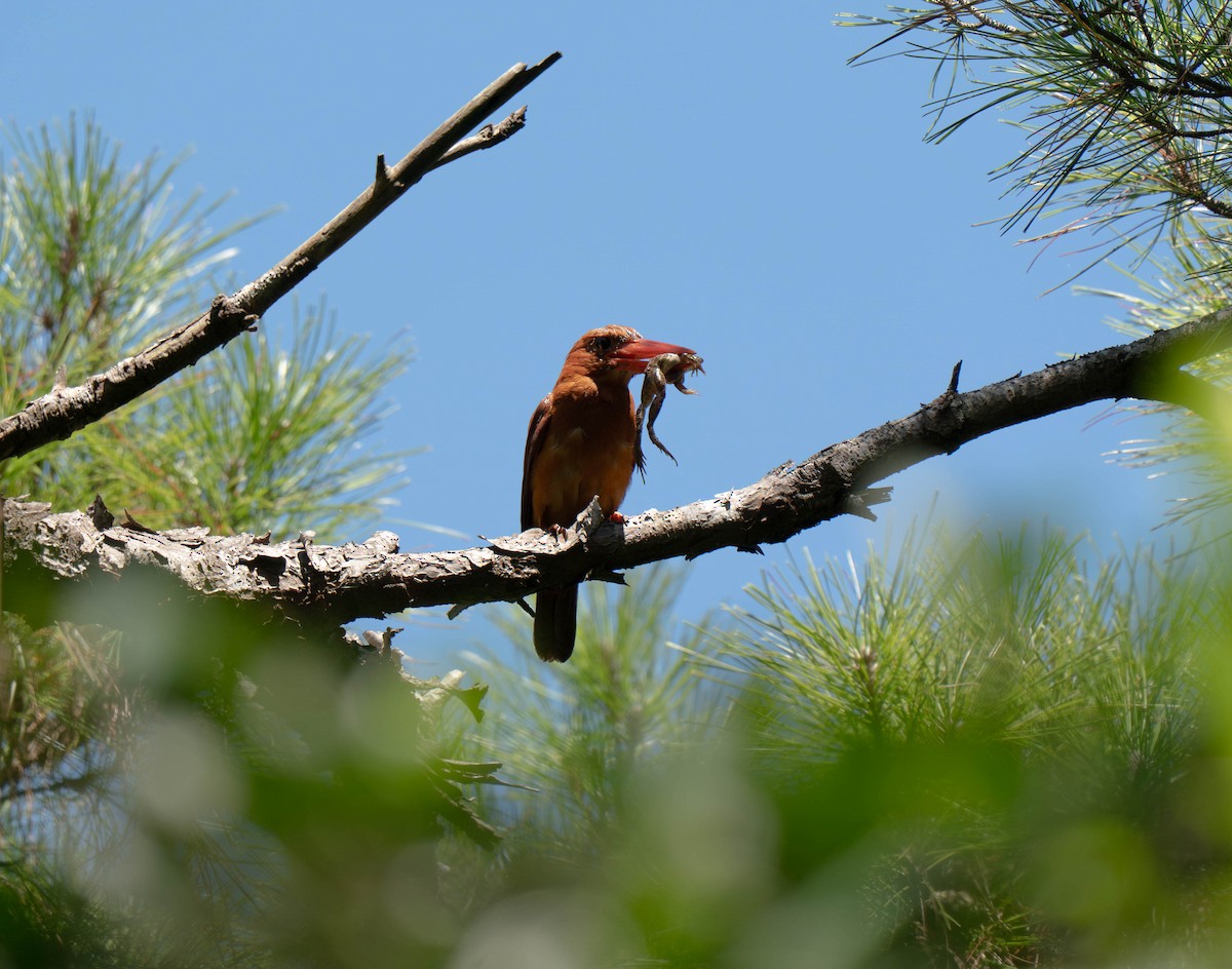 Ruddy Kingfisher - ML645422400