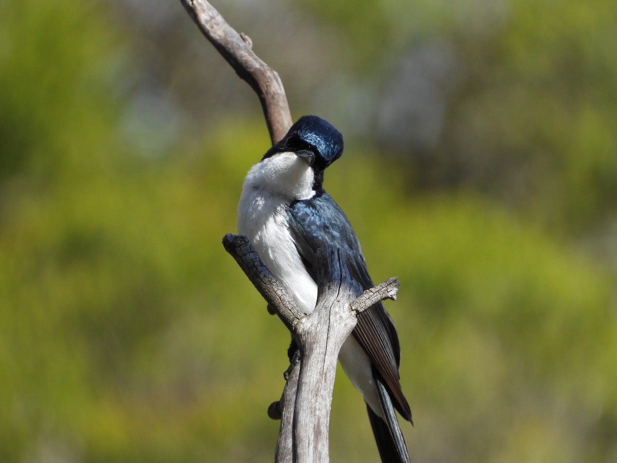 Monarca Inquieto - ML645422401