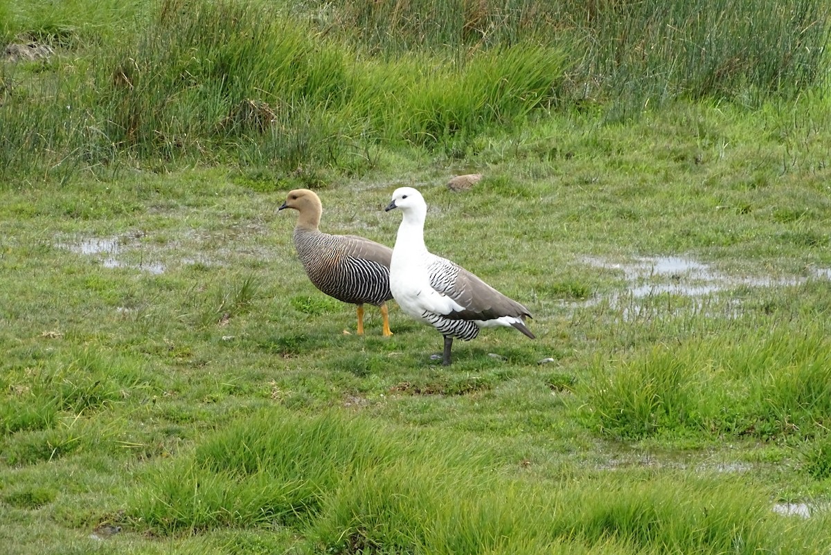 Upland Goose - ML645422404