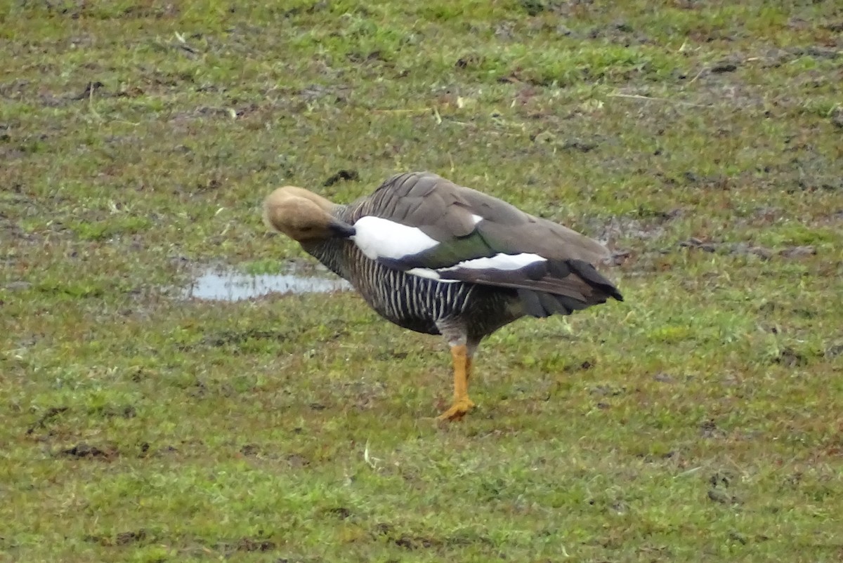 Upland Goose - ML645422405
