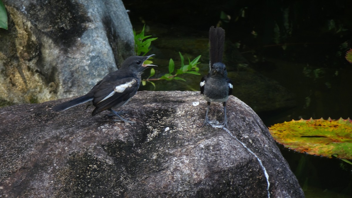 Oriental Magpie-Robin - ML645422411