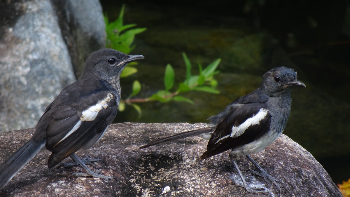 Oriental Magpie-Robin - ML645422412