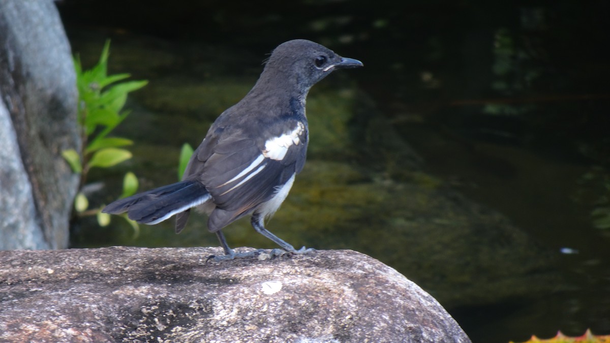 Oriental Magpie-Robin - ML645422415