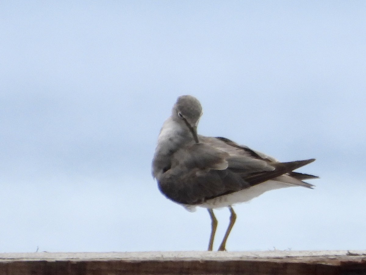 キアシシギ - ML645422421