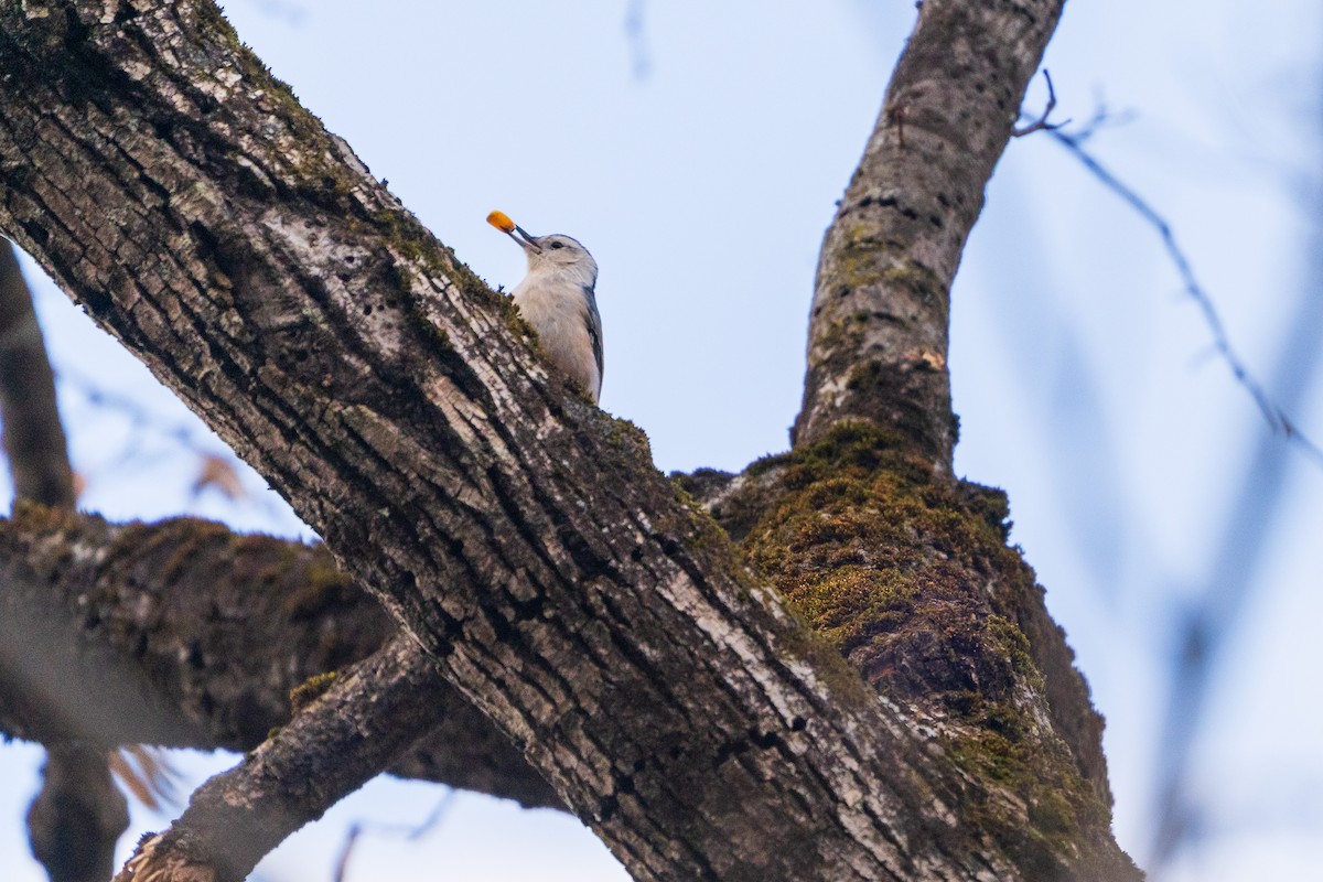 Sittelle à poitrine blanche - ML645422428