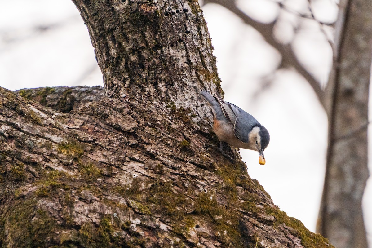 Sittelle à poitrine blanche - ML645422429