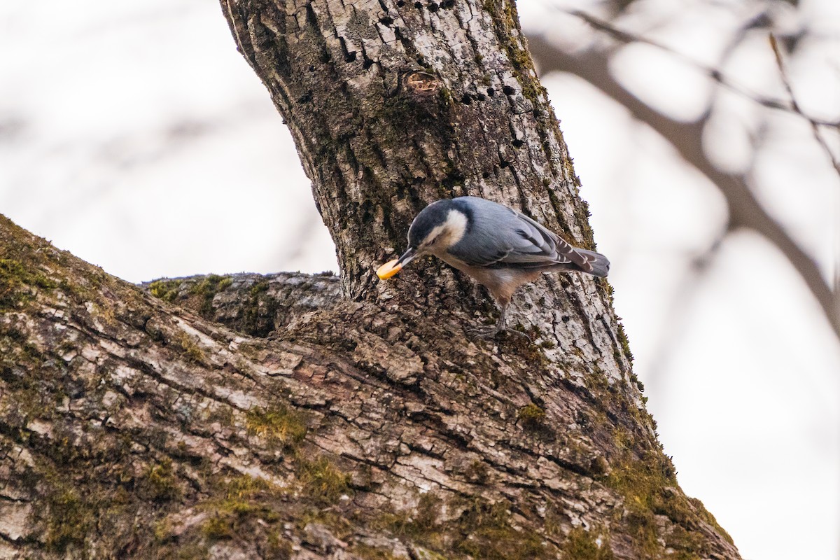 Sittelle à poitrine blanche - ML645422430