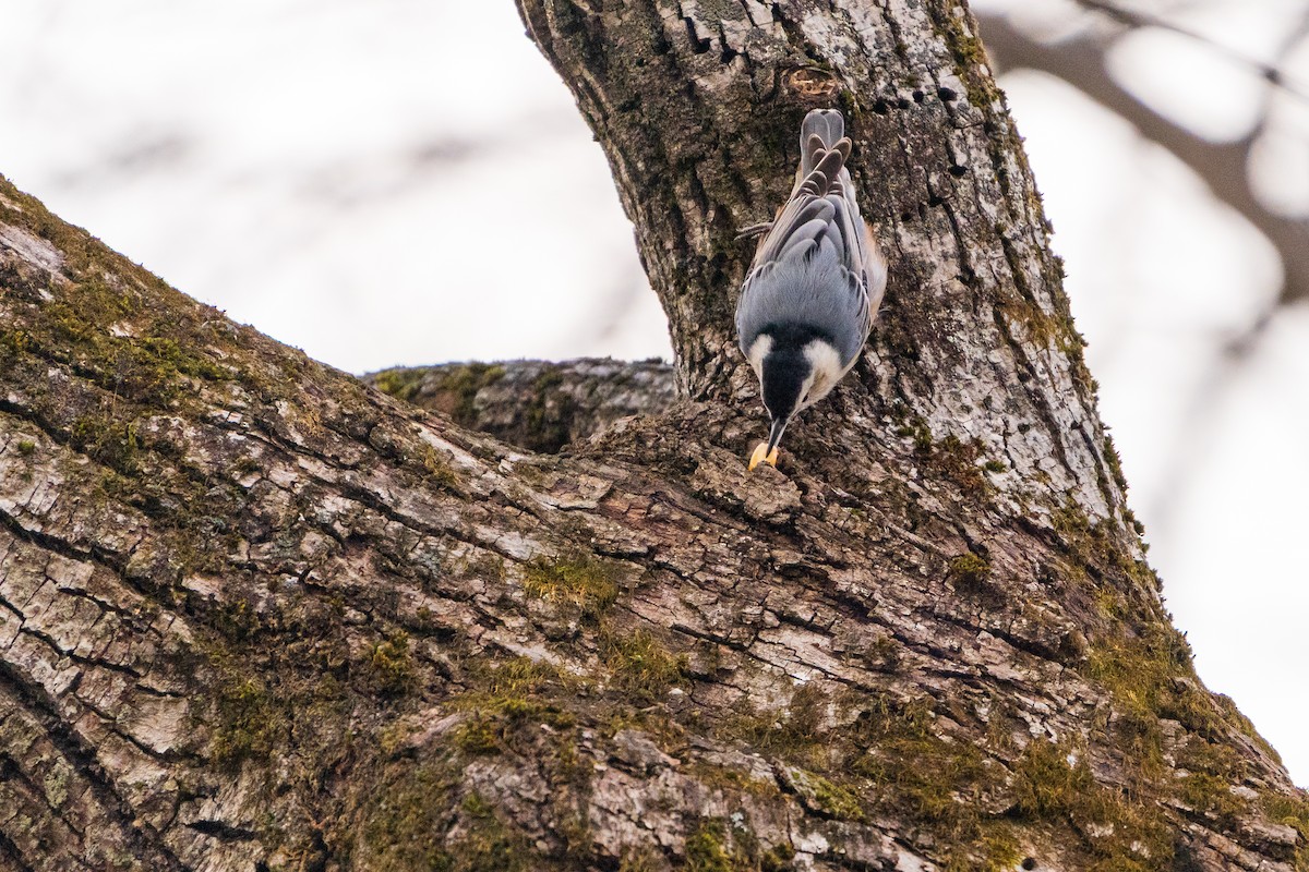 Sittelle à poitrine blanche - ML645422435