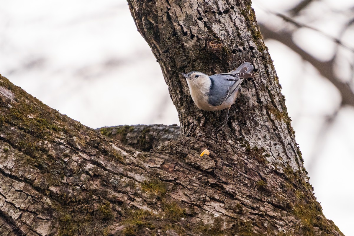 Sittelle à poitrine blanche - ML645422436