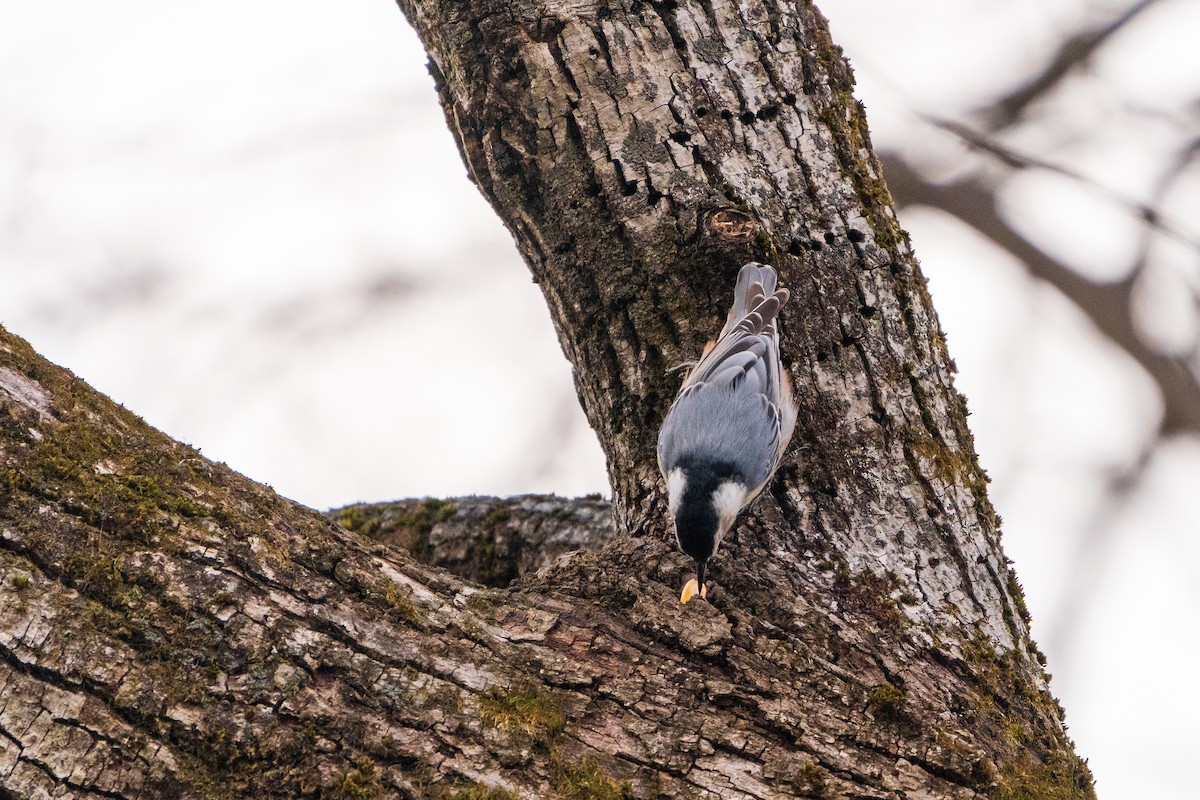 Sittelle à poitrine blanche - ML645422437