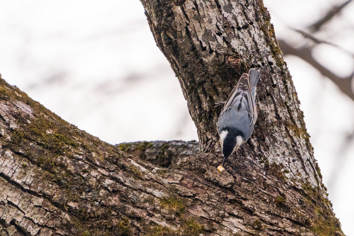 Sittelle à poitrine blanche - ML645422438