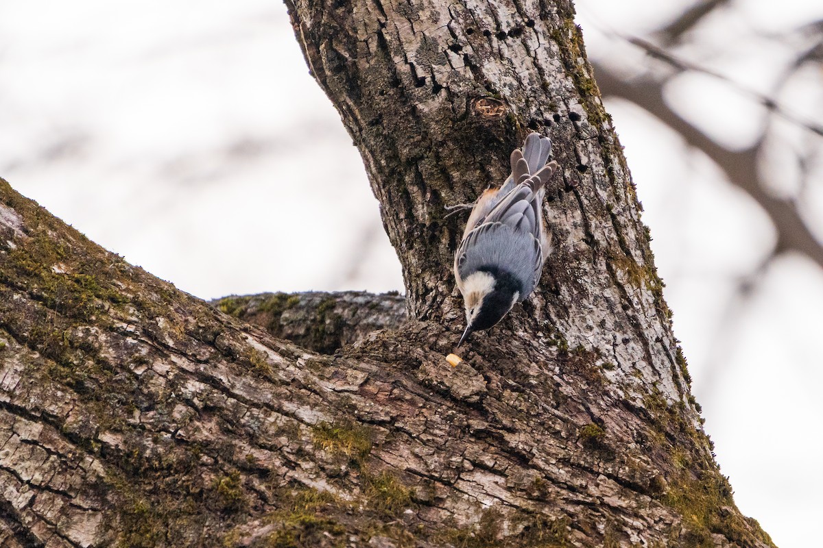Sittelle à poitrine blanche - ML645422439