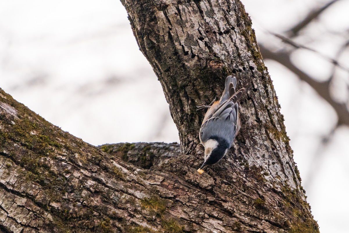Sittelle à poitrine blanche - ML645422440