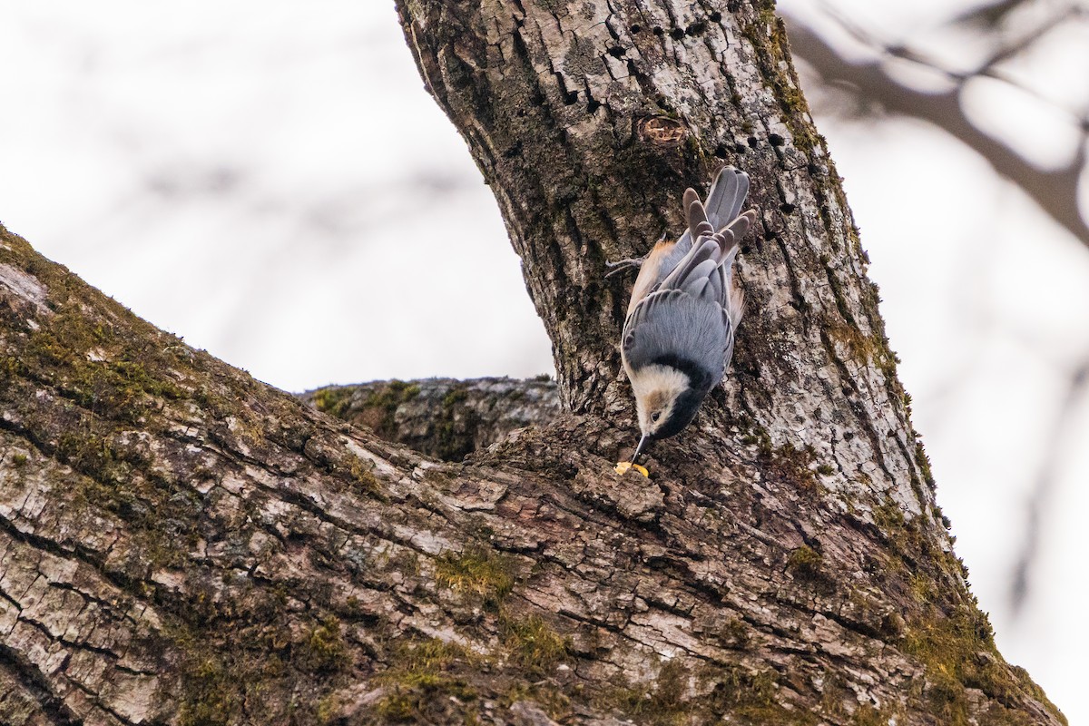 Sittelle à poitrine blanche - ML645422441