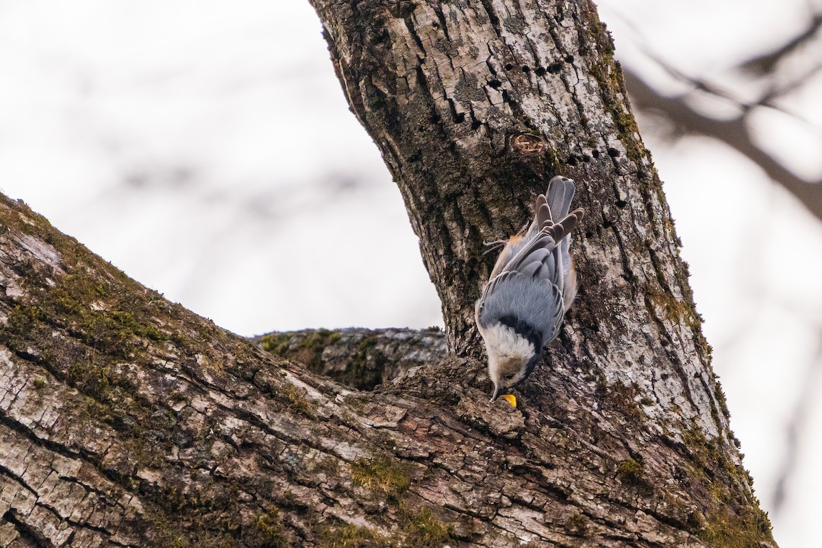 Sittelle à poitrine blanche - ML645422442