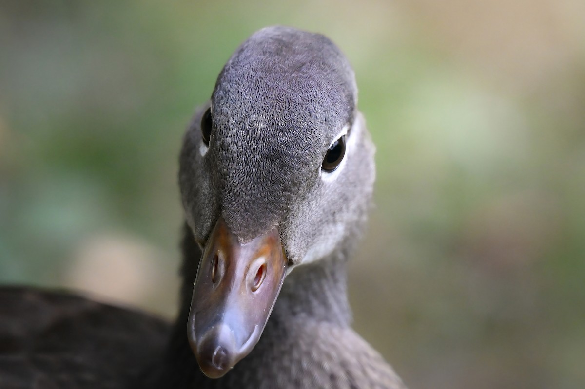 Mandarin Duck - ML645422443