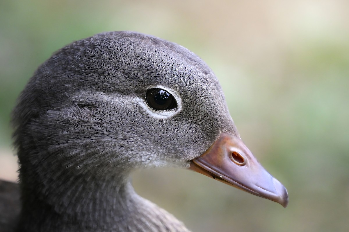 Mandarin Duck - ML645422444