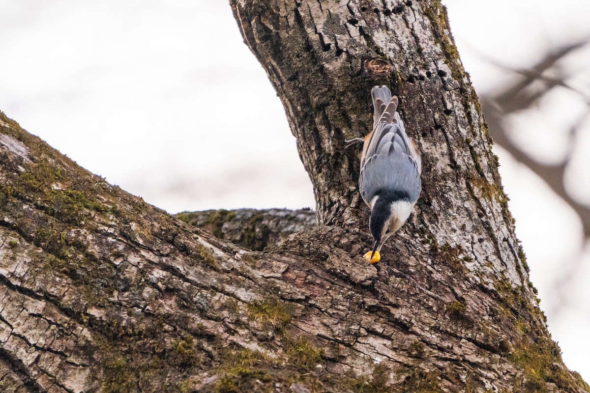 Sittelle à poitrine blanche - ML645422446