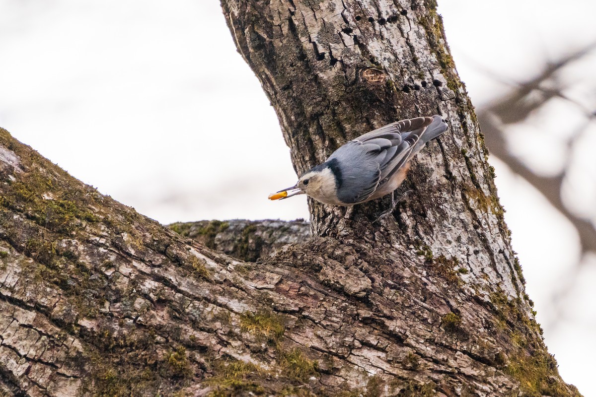 Sittelle à poitrine blanche - ML645422448